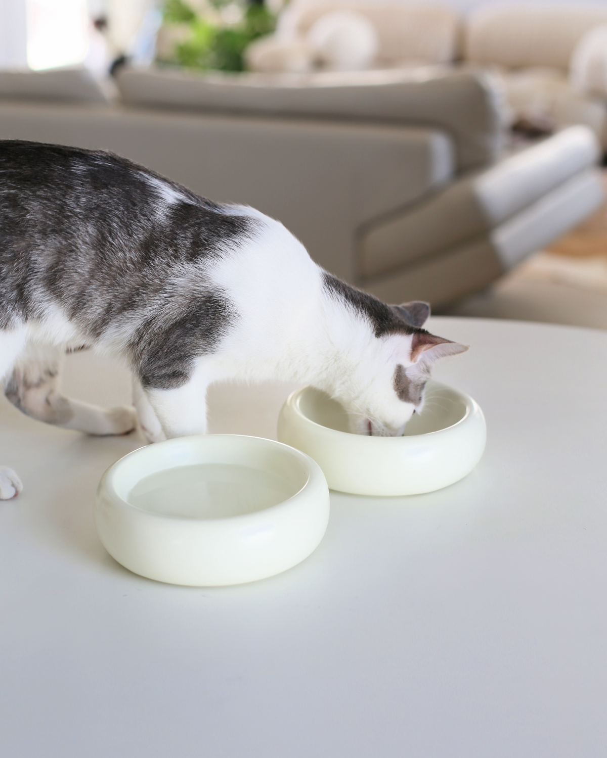 Catenary Halo Bowl