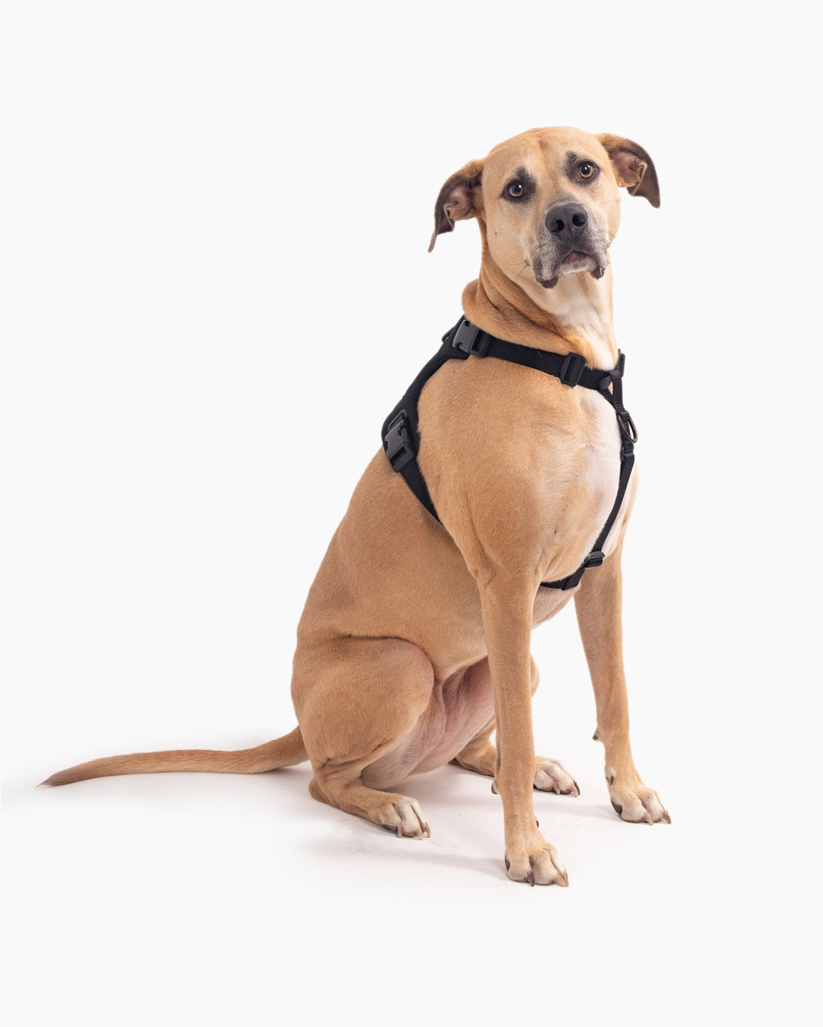 Signature Harness