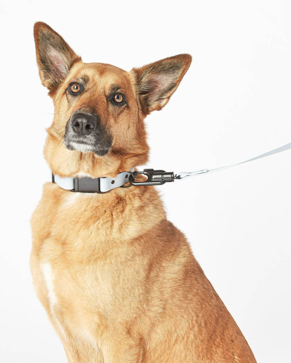 Signature Collar