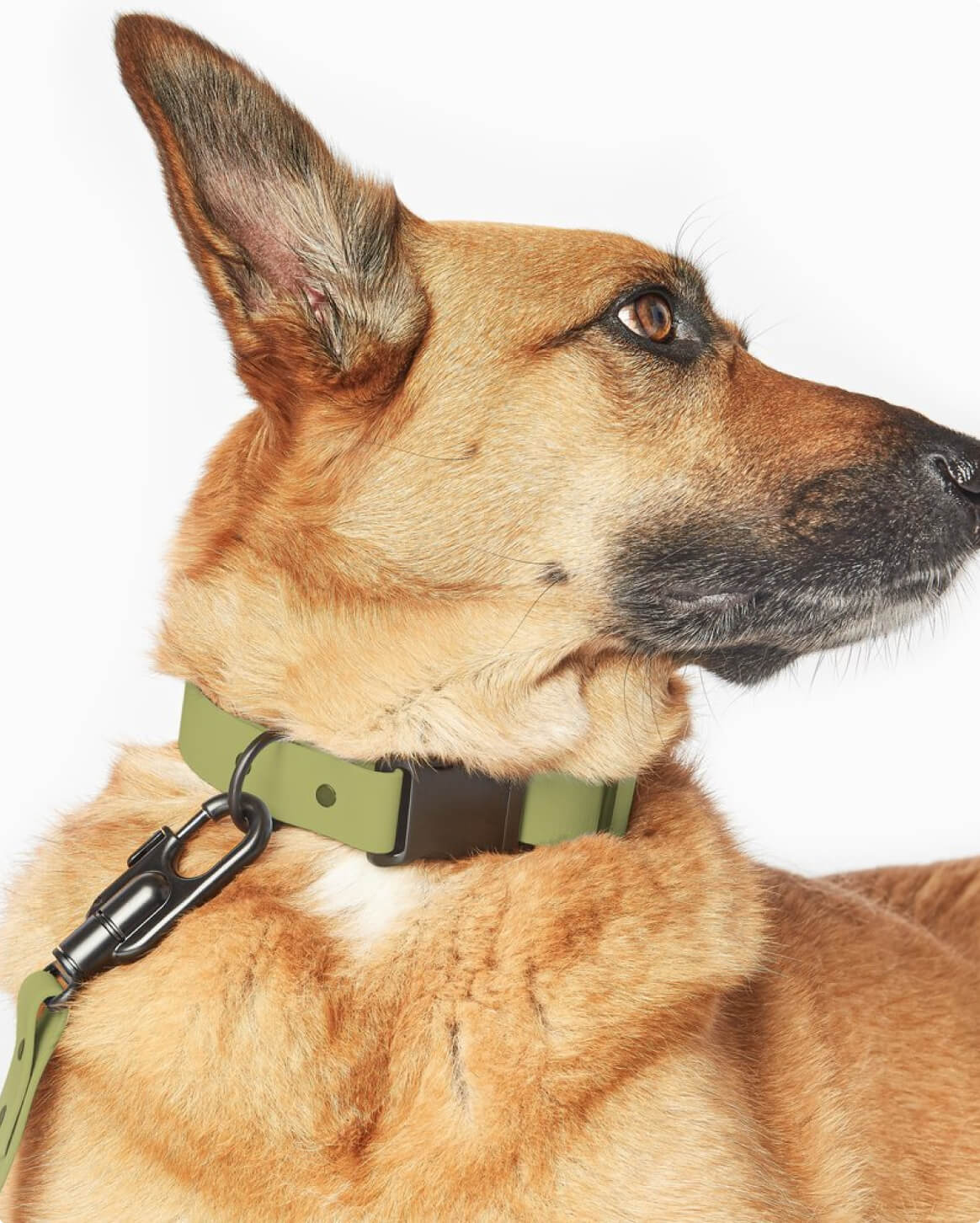 Signature Collar