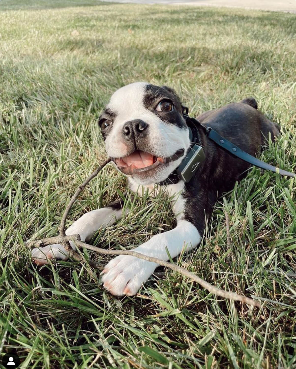 Signature Leash