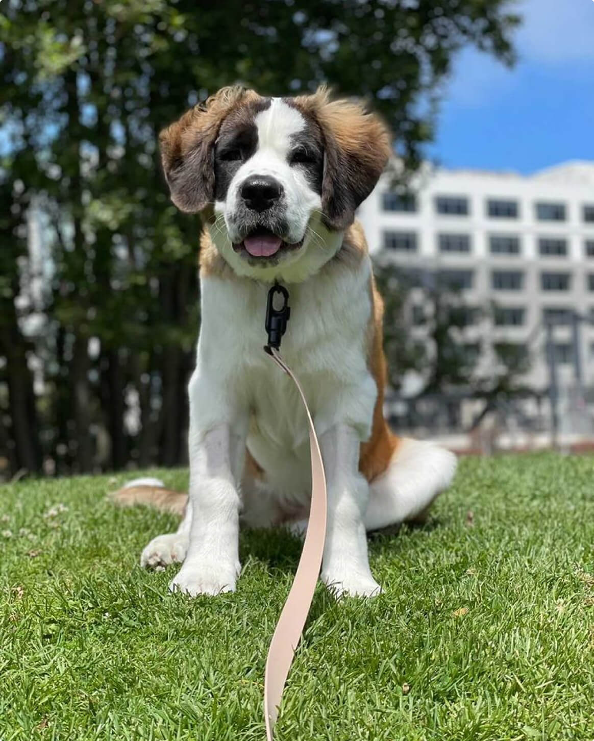 Signature Leash